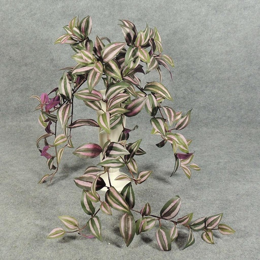 [SB5091] HANGING WANDERING JEW BUSH X9