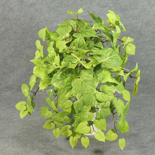 [SB5095] POTATO LEAF HANGING BUSH X12