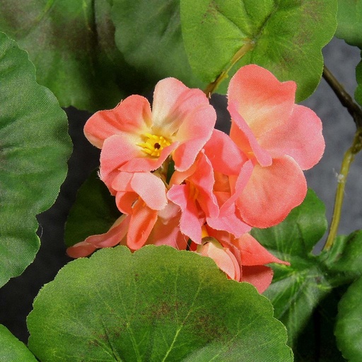 [SB5102-SAL] WREATH 16" GERANIUM W/POT SALMON