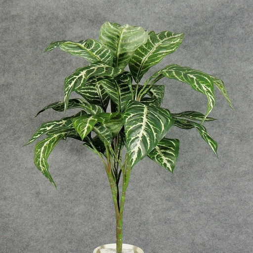 [SB5136] ZEBRA PLANT W/24 LVS 22"