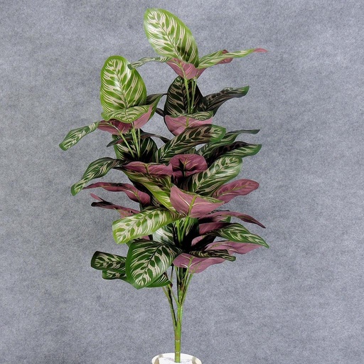 [SB5141] PEACOCK PLANT W/48 LVS 34"