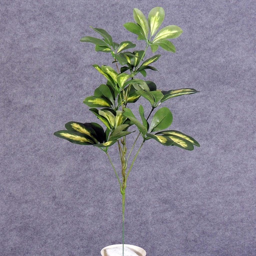 [SB5144] SCHEFFLERA BABY VARIGATED 22" W/63 LVS