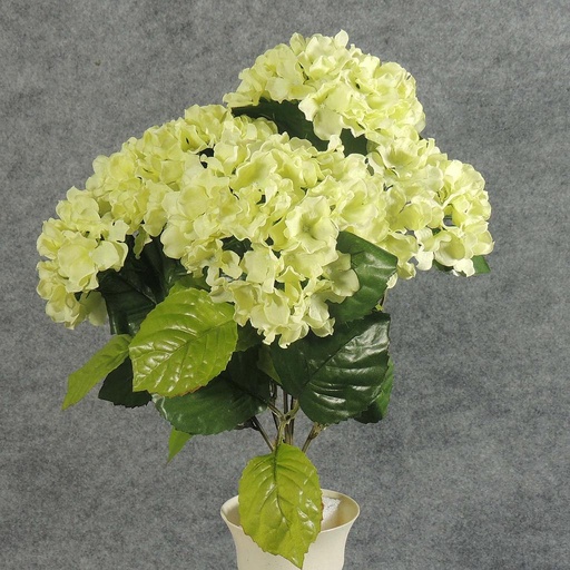 [SB5190-LGN] HYDRANGEA BUSH X5  LT. GREEN