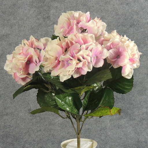 [SB5191-CPK] HYDRANGEA BUSH X5  CREAM/PINK