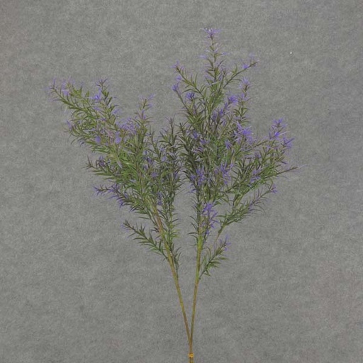 [SB6005-PUR] SPRINGERI GRASS SPRAY 31" 2/BDL  PURPLE