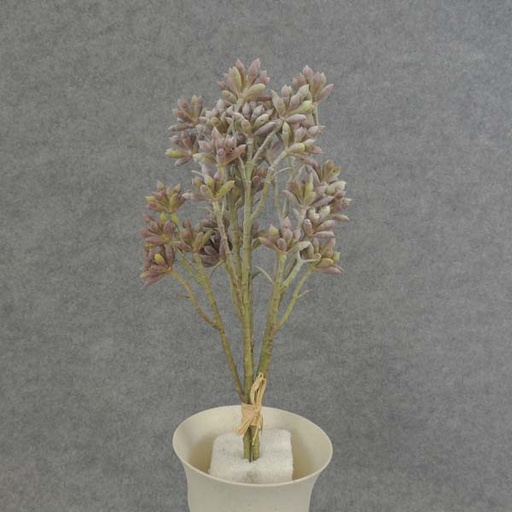 [SB6026] SUCCULENT (SEDUM) 11" 3/BUNDLE PLASTIC