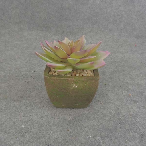 [SB6029] HEN & CHICK SUCCULENT w/POT 5"
