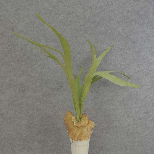 [SB6037] SUCCULENT (PLANTYCERIUM) 23"