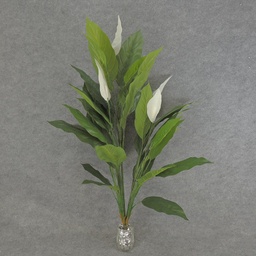 [SB6061] SPATHIPHYLLUM/PEACE LILY X5 3'