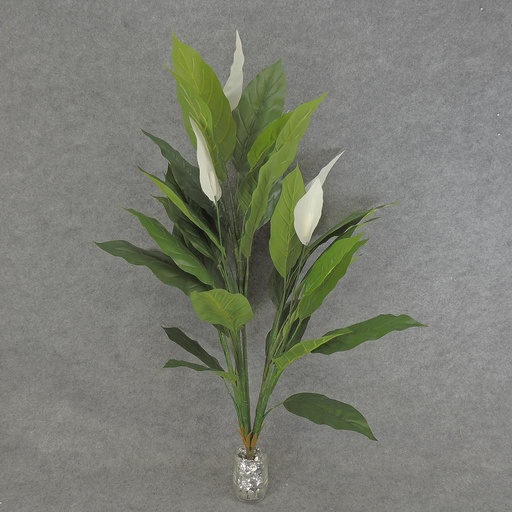 [SB6061] SPATHIPHYLLUM/PEACE LILY X5 3'