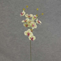 [SB6096-CGN] PHALAENOPSIS MINI SPRAY X3 23&quot;  CREAM/GREEN