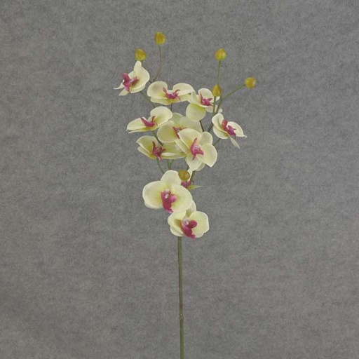 [SB6096-CGN] PHALAENOPSIS MINI SPRAY X3 23"  CREAM/GREEN
