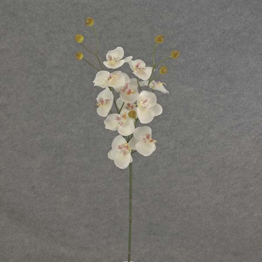 [SB6096-CRW] PHALAENOPSIS MINI SPRAY X3 23"  CREAM/WHITE