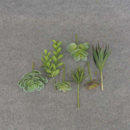 [SB6136] SUCCULENT PICK MIX LARGE 7/BAG