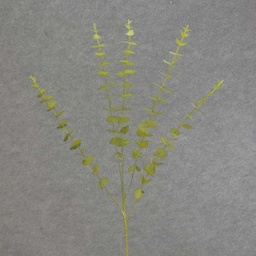 [SB6174-GRN] EUCALYPTUS SPRAY X5 31&quot;