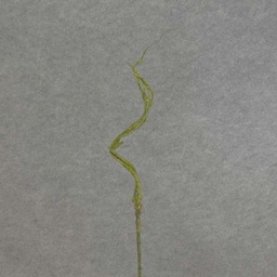 [SB6182-GRN] CURLY WILLOW TWIG SPRAY X3 31&quot;  GREEN/MOSS