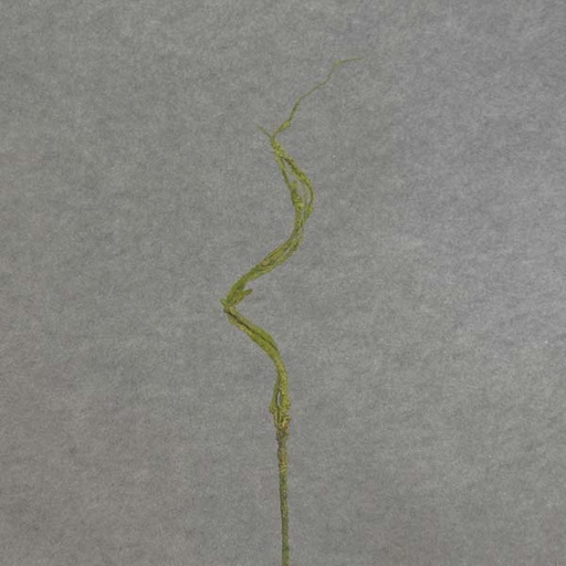 [SB6182-GRN] CURLY WILLOW TWIG SPRAY X3 31"  GREEN/MOSS