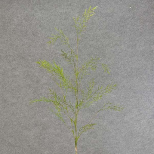 [SB6205] BAMBOO GRASS BUNDLE X3 36" w/MOSS/LEAVES