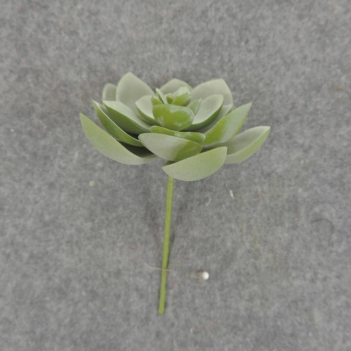 [SB6306-DGN] SUCCULENT HEN&CHICK 3"dia (6/BAG)   DUSTY GREEN