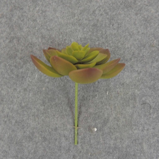 [SB6306-GRN] SUCCULENT HEN&CHICK 3"dia (6/BAG)   GREEN