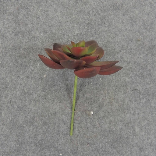 [SB6306-RGN] SUCCULENT HEN&CHICK 3"dia (6/BAG)   RED/GREEN