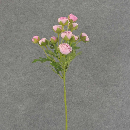 [SB6321-LTP] RANUNCULUS MINI SPRAY X10 22"  LIGHT PINK