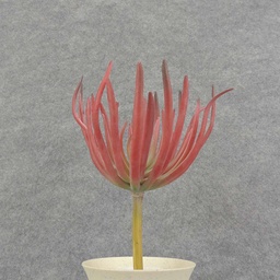 [SB6325-GPU] SUCCULENT PICK 8&quot; 5&quot;dia          GREEN/BUR