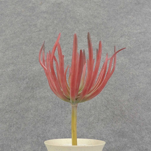 [SB6325-GPU] SUCCULENT PICK 8" 5"dia          GREEN/BUR
