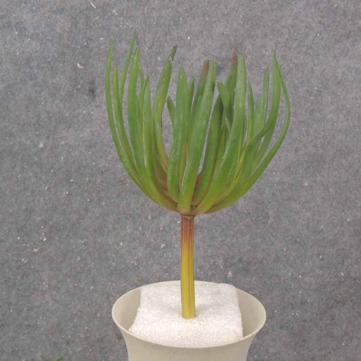 [SB6325-RGN] SUCCULENT PICK 8" 5"dia          RED/GREEN