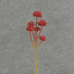 [SB6326-RED] SUCCULENT PICK X6 12.5&quot; 6/BAG  RED