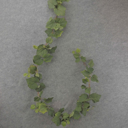 [SB6331] GARLAND 6' GRAPELEAF W/87 LVS