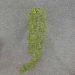 [SB7026] PODOCARPUS HANGING BUSH X5 56&quot;
