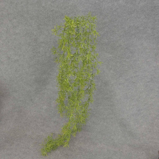 [SB7026] PODOCARPUS HANGING BUSH X5 56"