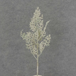 [SB7030] DUSTY MILLER PICK X7 17&quot; FLOCKED