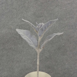 [SB8021-PUR] LAMBS EAR PICK 11&quot; FLOCKED  PURPLE