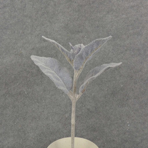 [SB8021-PUR] LAMBS EAR PICK 11" FLOCKED  PURPLE