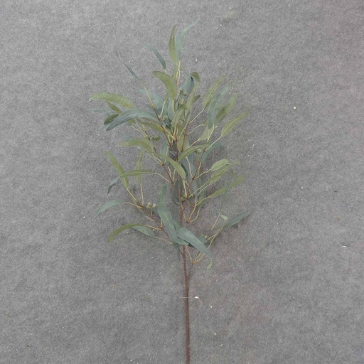 [SB9010-FGN] EUCALYPTUS SPRAY 38" FROSTED GREEN