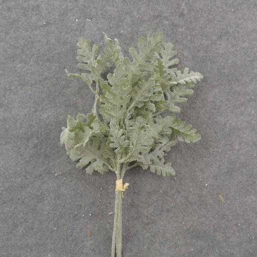 [SB9012] DUSTY MILLER BUNDLE (3/BUNDLE) FLOCKED