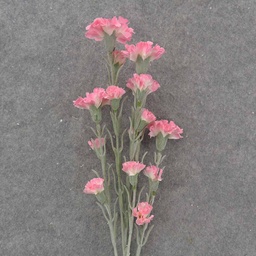 [SB9013-PNK] CARNATION BUNDLE 27&quot; (3/BDL) PINK