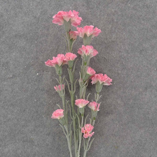 [SB9013-PNK] CARNATION BUNDLE 27" (3/BDL) PINK