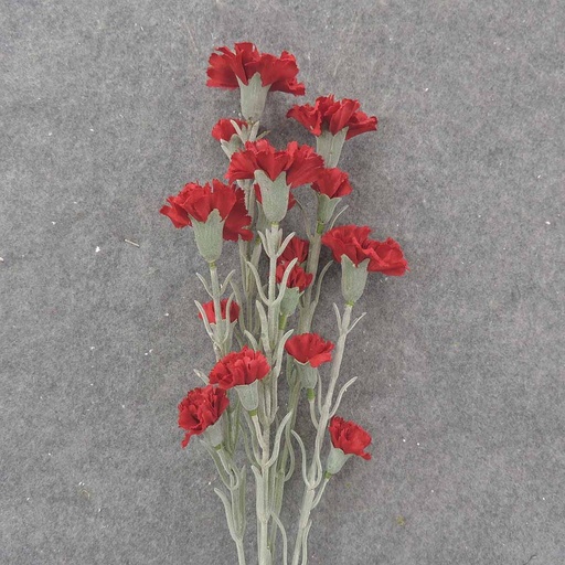 [SB9013-RED] CARNATION BUNDLE 27" (3/BDL) RED