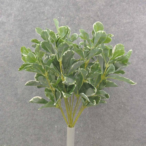 [SB9037] LEAF BUSH VARIGATED PITT 15.5" 