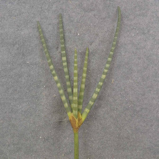 [SB9039] AFRICAN SPEAR PLANT 21.5" 