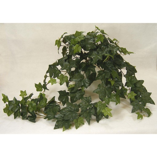 [SB98] IVY PUFF SAGE HANGING BUSH X15