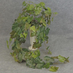 [SB99] IVY KANGAROO HANGING BUSH X15