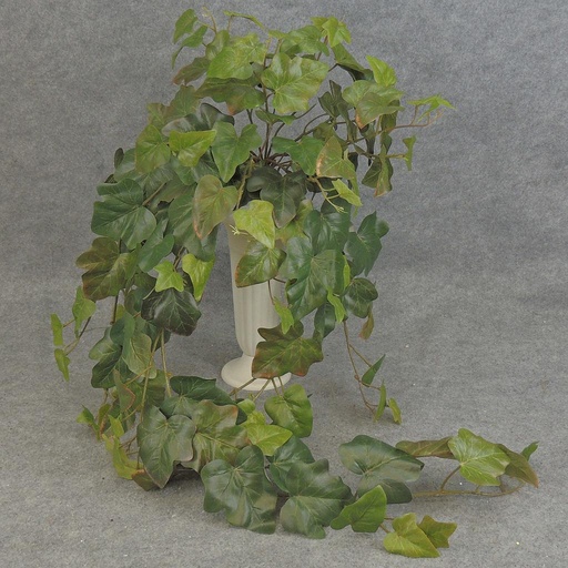 [SB99] IVY KANGAROO HANGING BUSH X15