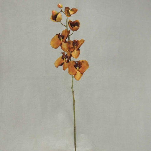 [SBF348-LTB] PHALAENOPSIS X9 32"   LT. BROWN