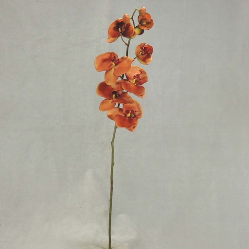 [SBF348-RUS] PHALAENOPSIS X9 32"     RUST