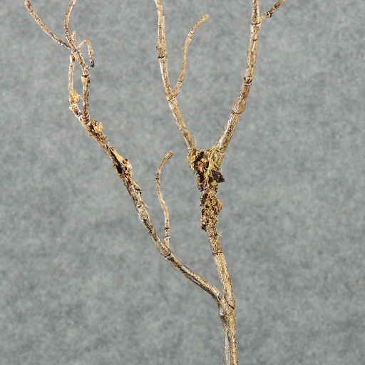 [SBF4092-LBN] TWIG DRY SPRAY X3 34" W/BARK
