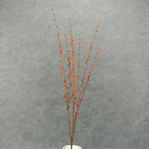 [SBF4095-RUS] BERRY FUZZY BUSH X3 34"  RUST